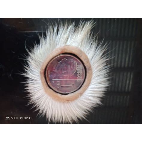 ORIGINAL PILIKMATA NG KAMBING GOAT EYELASH PILIK .